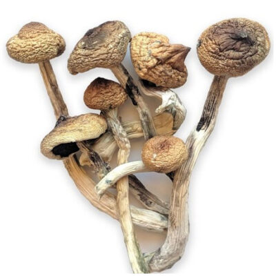 buy golden teacher mushroom online